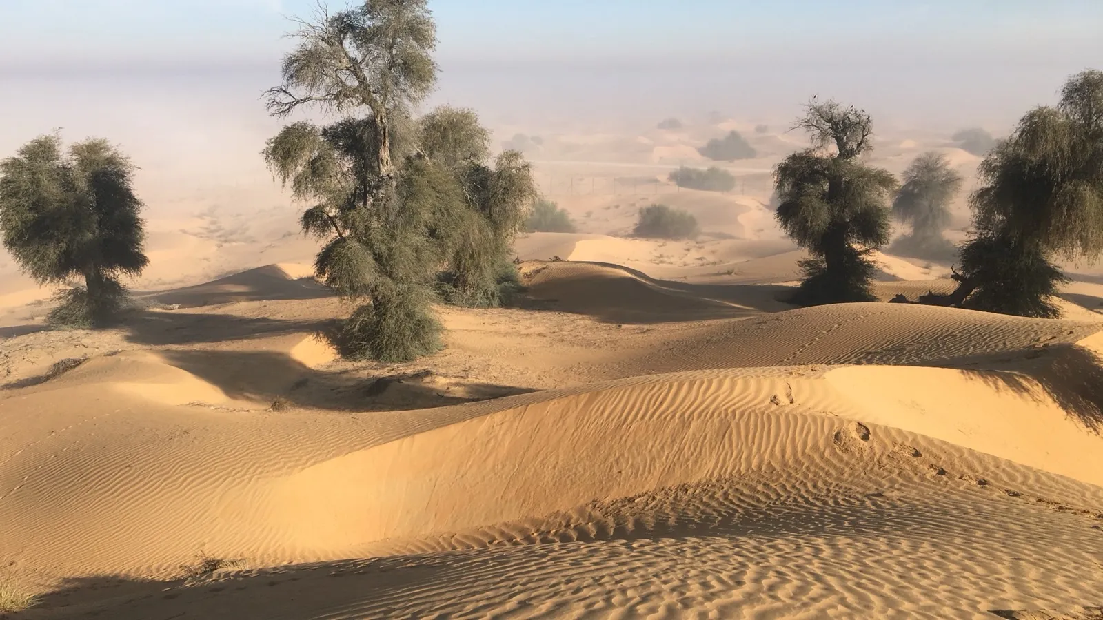 Ghaf trees on dunes in the Dubai desert, with morning mist on the horizon